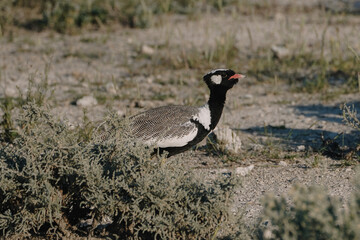 Beautiful male of Northern black korhaan, (Afrotis afraoides) walking in the savannah bushes in the...