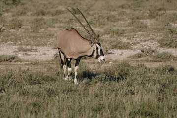 One beautiful gemsbok walking in the savannah in the Namibian Etosha National Park.