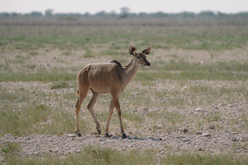 Fototapeta premium One beautiful female kudu antelope walking in the savannah in the Namibian Etosha National Park.
