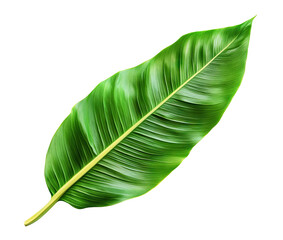 Fototapeta premium Fresh banana leaf with smooth glossy texture, isolated on transparent cutout background