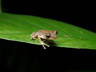 A small tree frog (polypedates leucomystax) sits gracefully on a green leaf looking for the net move
