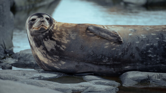 Giant piece of weddel seal resting during the day on the shore of Jougla point near Port Lockroy, Antarctic peninsula.  