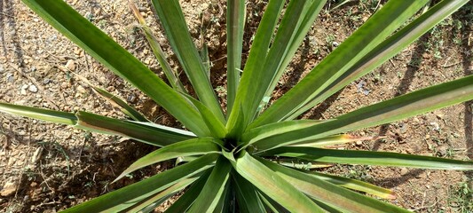 Pineapple  (Ananas comosus) is a tropical plant