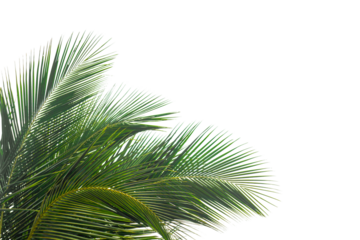 green palm tree isolated on white
