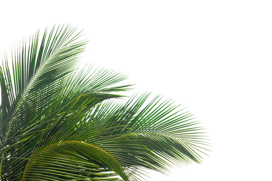 green palm tree isolated on white