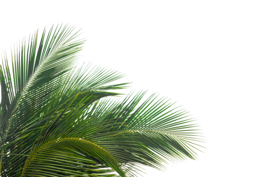 green palm tree isolated on white