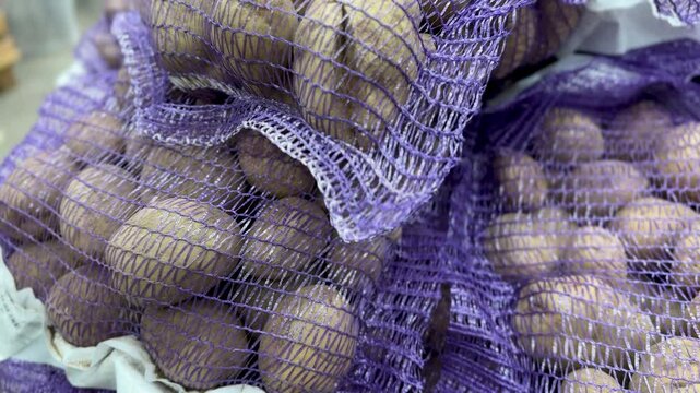 A lot of an unwashed raw potatoes in in a plastic bag in the form mesh for drying weighted by kilograms on sale in vegetable stand display at supermarket shop. Close-up