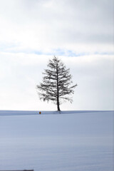 pine tree in snow