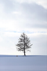 pine tree in snow