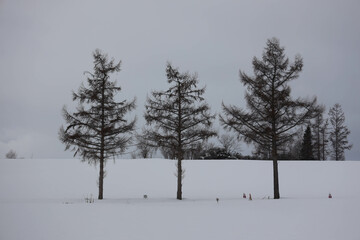pine tree in snow