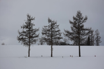 pine tree in snow