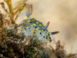 Dorid Nudibranch (Hypselodoris infucata)
