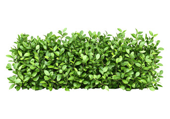 Obraz premium Green hedge.