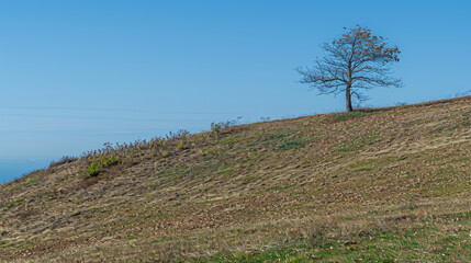 Obraz premium a view of cracked land dotted with sun