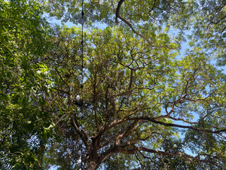 Big tree decorated with light bulbs. Clear blue sky in the background