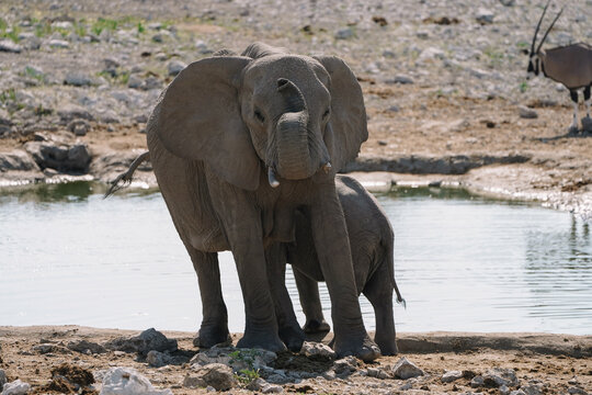 Female elephant and baby elephant drinking at watering hole in the savannah in the Namibian Etosha National Park.