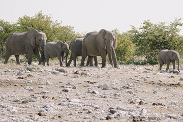 Fototapeta premium Female elephants and baby elephants walking at watering hole in the savannah in the Namibian Etosha National Park.