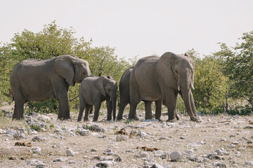 Fototapeta premium Female elephants and baby elephant walking at watering hole in the savannah in the Namibian Etosha National Park.