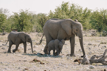 Fototapeta premium Female elephant and baby elephants walking at watering hole in the savannah in the Namibian Etosha National Park.