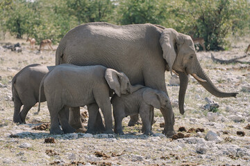 Female elephants and baby elephants walking at watering hole in the savannah in the Namibian Etosha National Park.