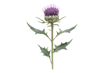 Milk thistle flower.