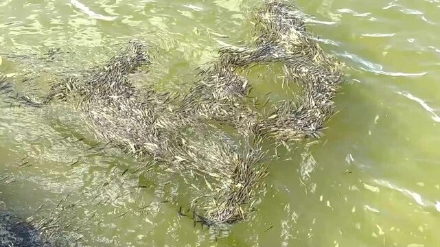 school of peacock bass fry on the surface of the lake in a protective group cluster. traira fish attack	