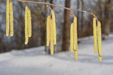 Flowers of the common hazel on a branch against the background of a winter forest in the snow