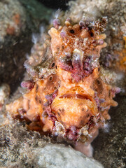 Painted Frogfish (Antennarius pictus)