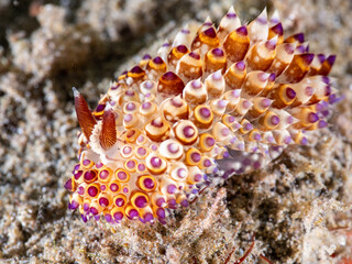 Nudibranch (Janolus flavoanulatus)