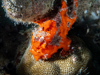Warty frogfish (Antennarius maculatus)