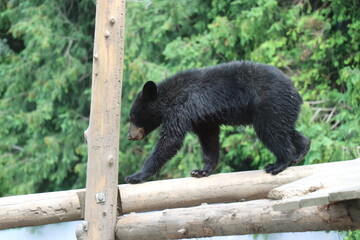 Obraz premium 【山口県】秋吉台自然動物公園サファリランド、ふれあい広場