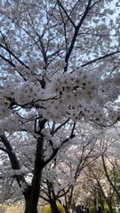 the flowers that are blooming in spring are very beautiful