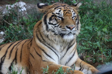 Fototapeta premium 【山口県】秋吉台自然動物公園サファリランド、ふれあい広場