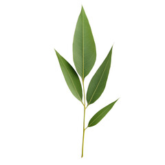Fototapeta premium A leafy green plant with a stem and a leaf. The leaf is long and thin. The plant is on a white background