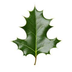 Fototapeta premium A leaf of a tree with a white background. The leaf is green and has a pointy tip
