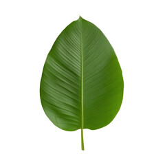 A leafy green plant with a long stem. The leaf is large and has a pointed tip