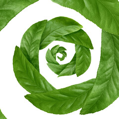 Green leaves swirling in air on white background