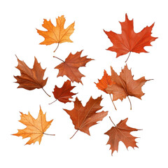 Fototapeta premium Colorful autumn leaves scattered on a white background, showcasing nature's beauty. transparent background