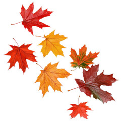 Colorful autumn leaves in vibrant hues of orange, red, and yellow on a white background. transparent background