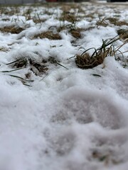 grass dusted with snow, grass protruding from under the snow
