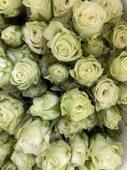 A close-up of delicate pale green and white roses in full bloom. The soft petals and intricate details create a lush, elegant floral arrangement, perfect for romantic, wedding, or decorative themes.