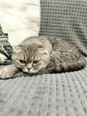 cat lying on the floor