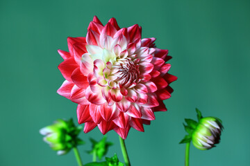 blooming red with white Dahlia flowers with green background 
