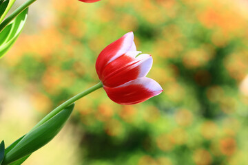 red with white Tulip flower blooming in the garden with green leaves 