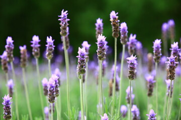 purple Lavender flowers blooming in the garden