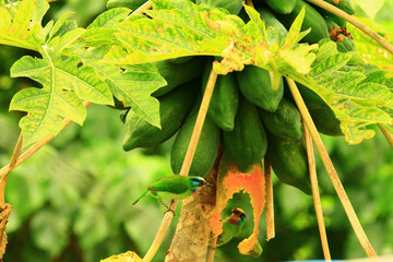 colorful Muller's Barbet birds resting on the Papaya tree branch 