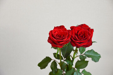 赤い薔薇