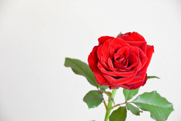 赤い薔薇