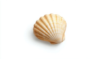Obraz premium Close-up of a beautifully textured seashell on a white background, ideal for marine-themed designs