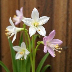 Naklejka premium White and pink Aquilegia against a wooden background, nature, botanical